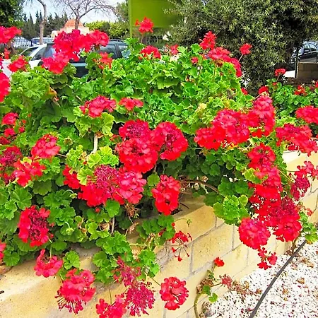 Georgia * Paphos